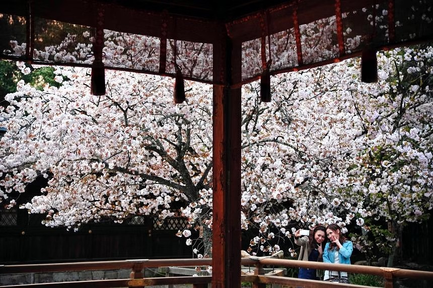 Japan releases first sakura forecast for 2024